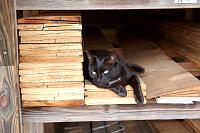  No lumber yard would be complete without a resident cat.